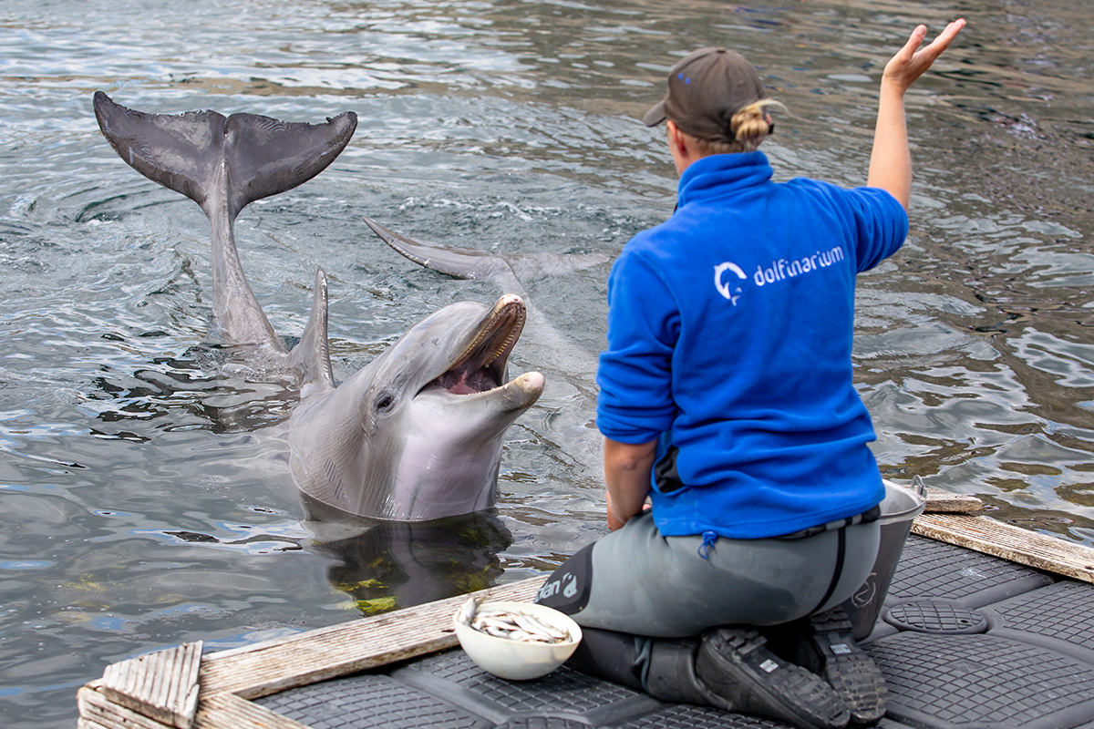 Entreeticket Dolfinarium