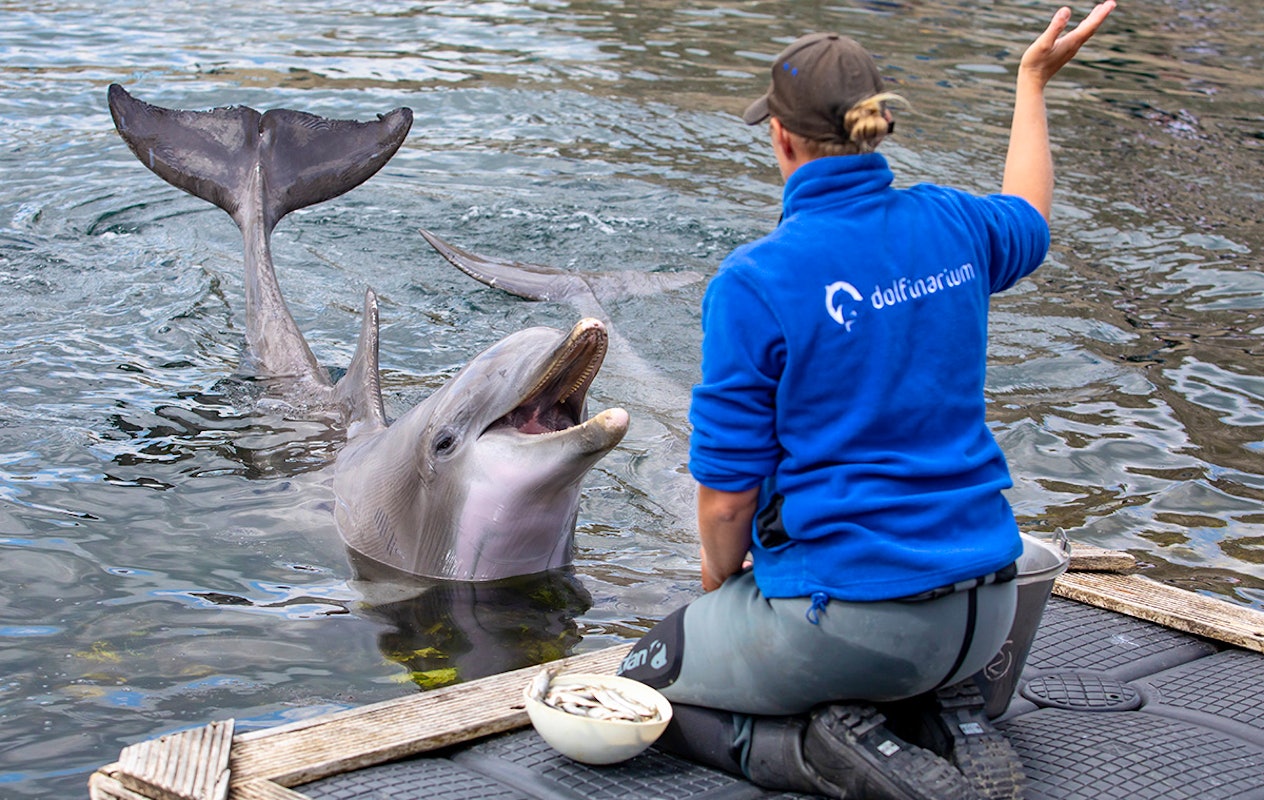 Entreeticket Dolfinarium