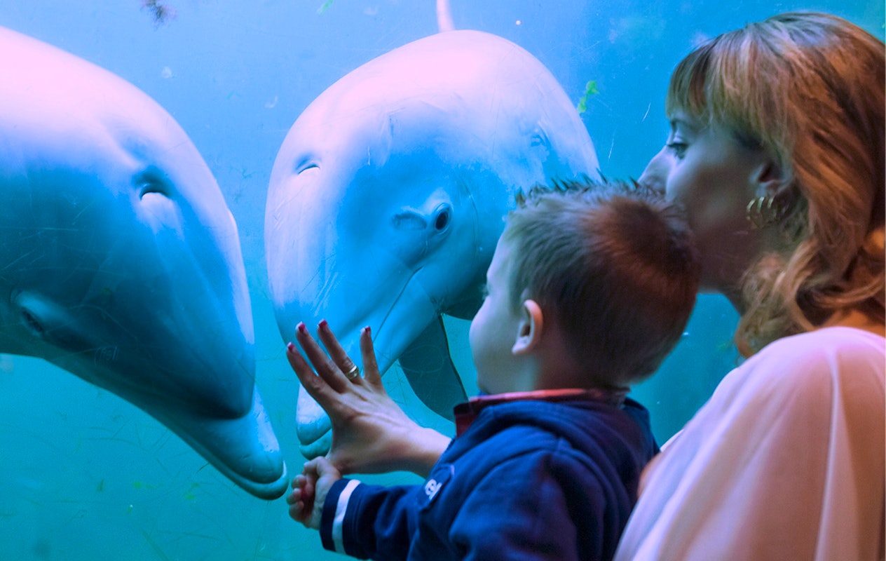 Entreeticket Dolfinarium