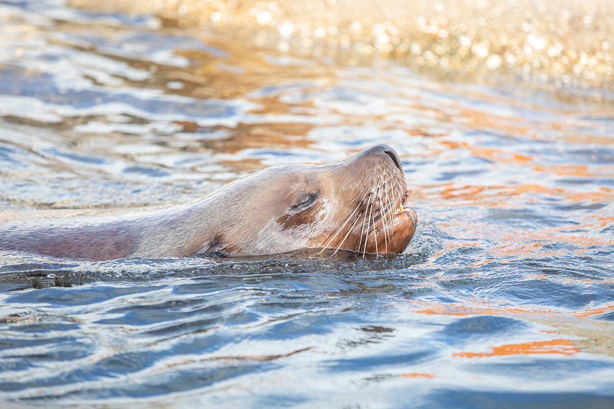 Entreeticket Dolfinarium