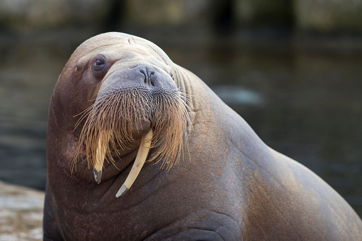 Entreeticket Dolfinarium