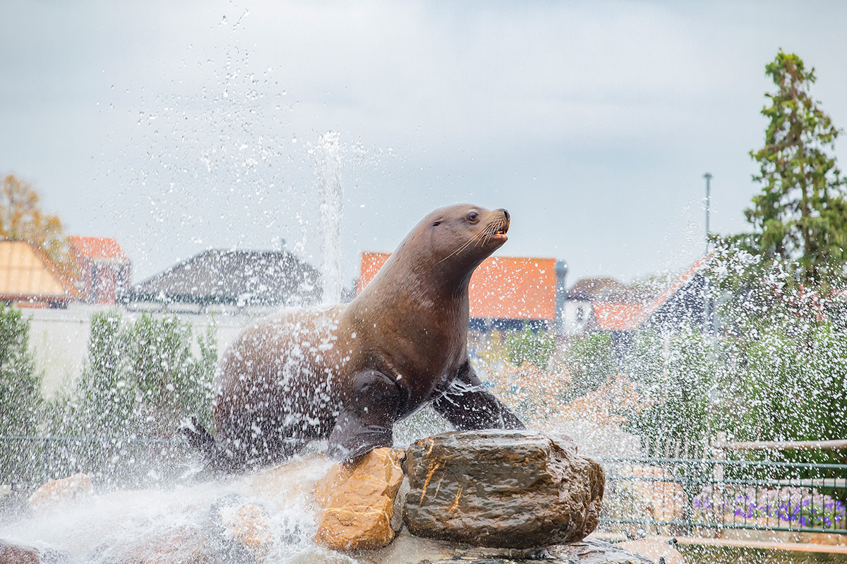 Entreeticket Dolfinarium