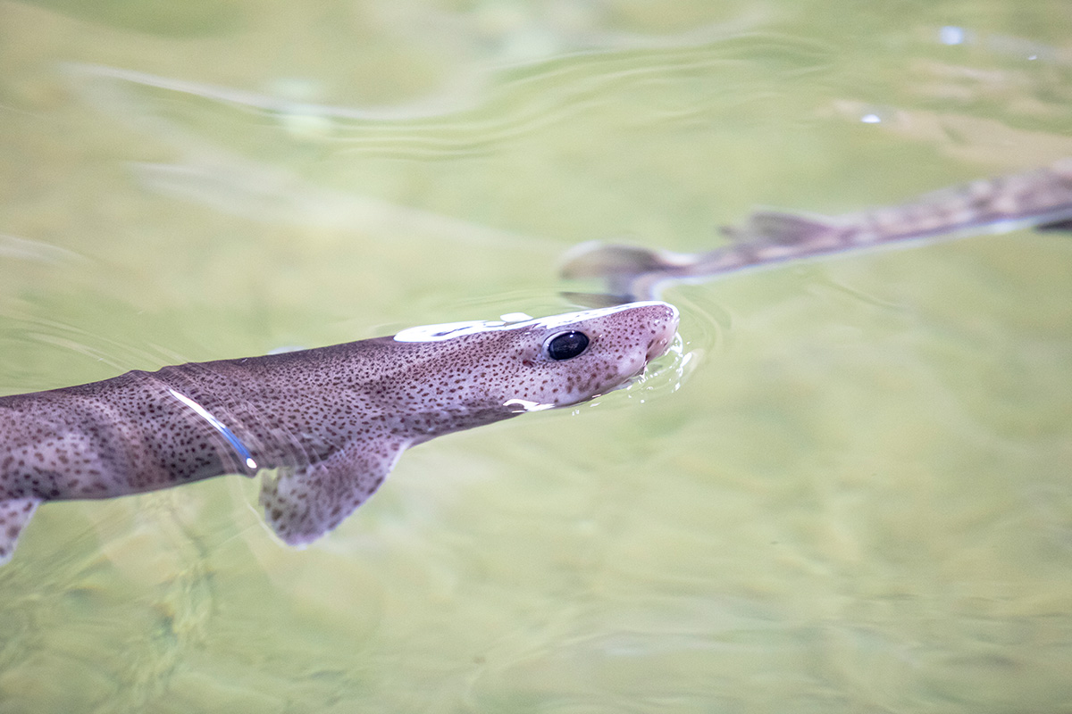 Entreeticket Dolfinarium