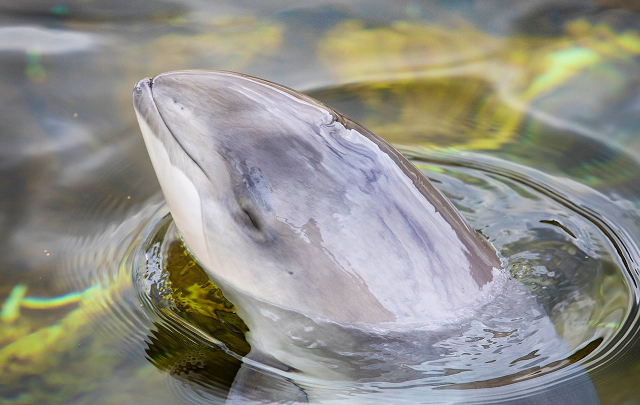 Entreeticket Dolfinarium