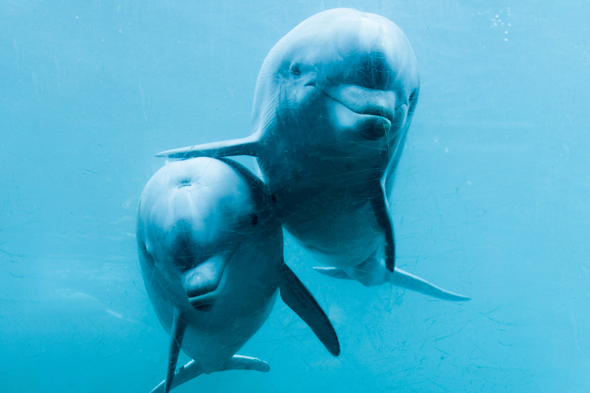 Entreeticket Dolfinarium