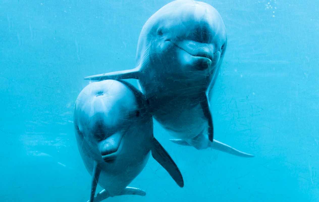 Entreeticket Dolfinarium