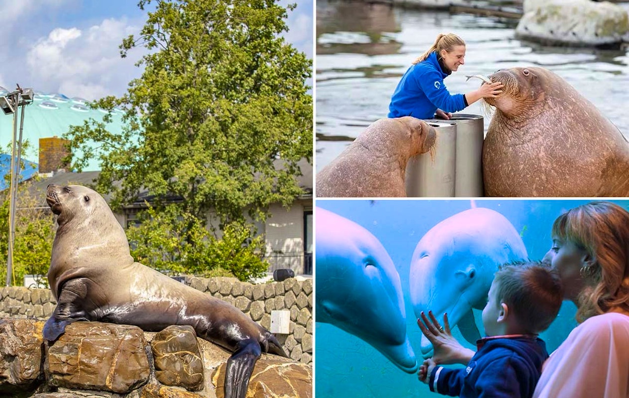 Entreeticket Dolfinarium