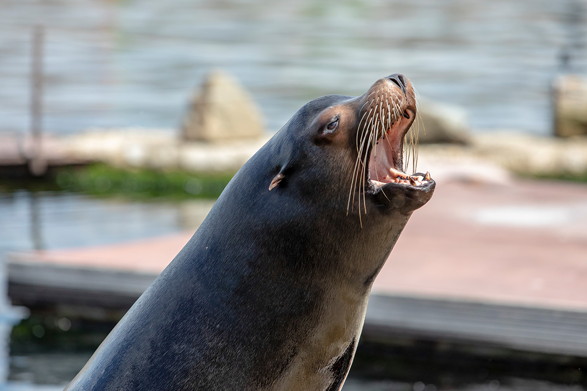 Entreeticket Dolfinarium