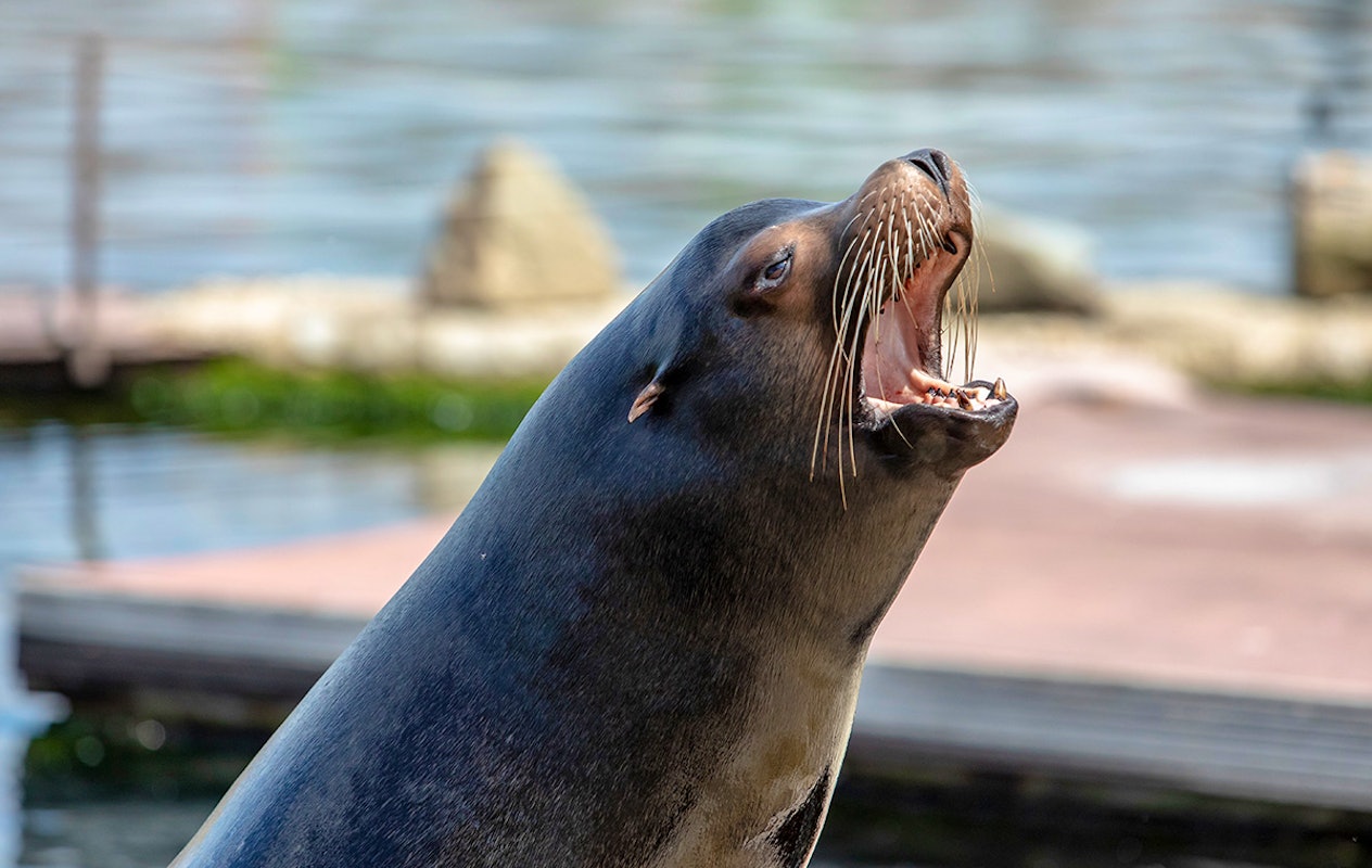 Entreeticket Dolfinarium