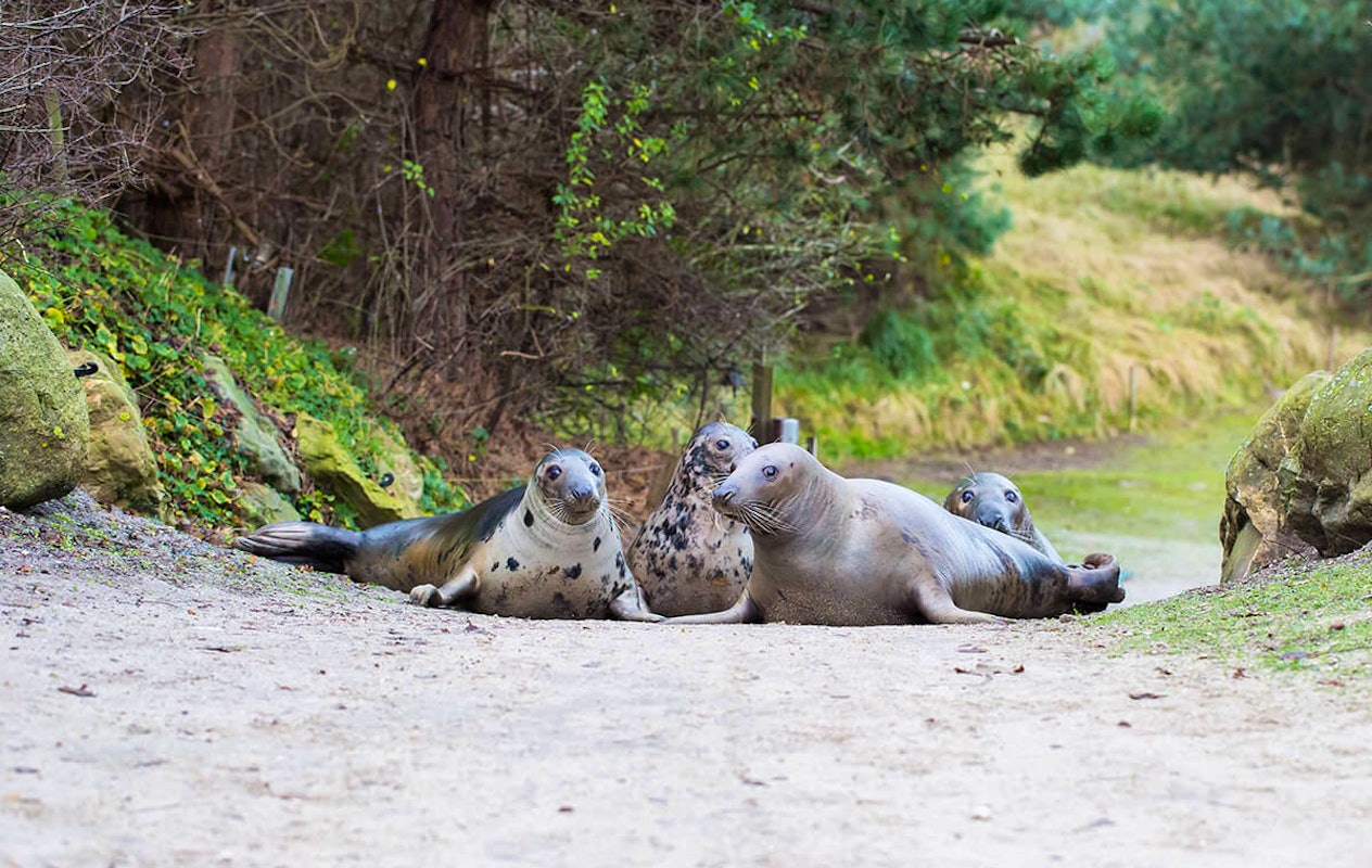 Entreeticket Dolfinarium