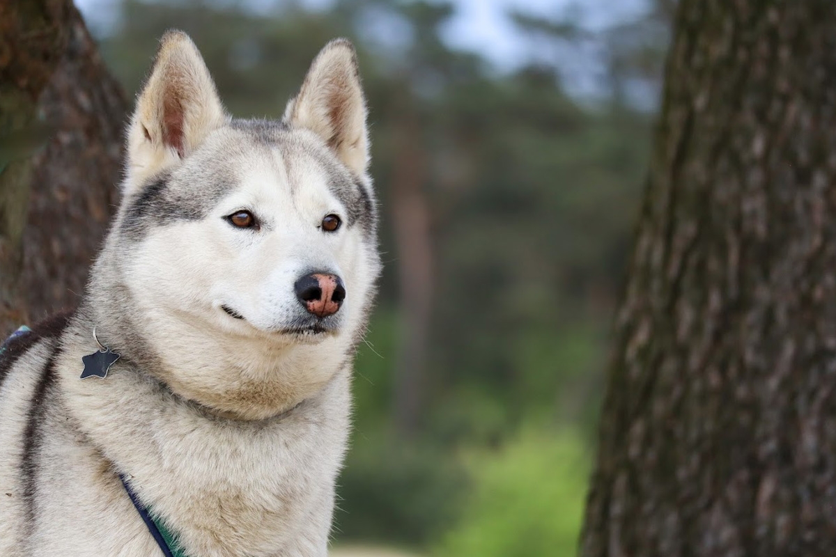 Dutch Husky Experience + High Tea