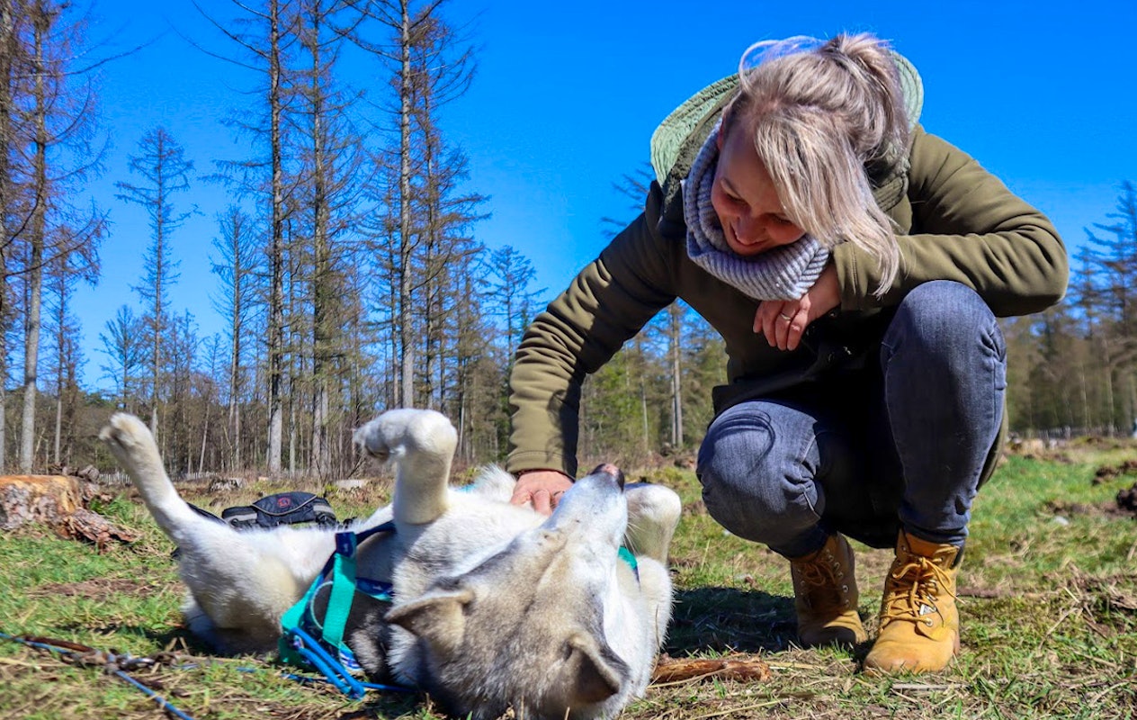 Dutch Husky Experience + High Tea