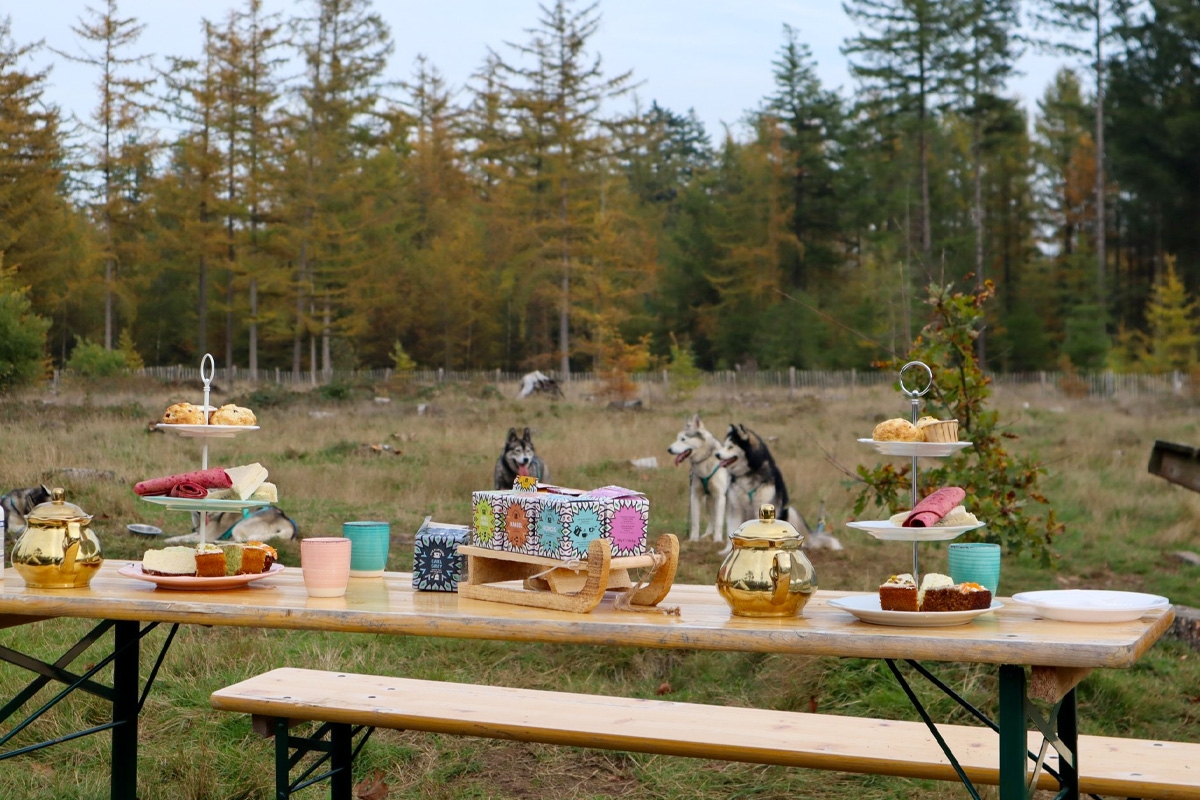 Dutch Husky Experience + High Tea