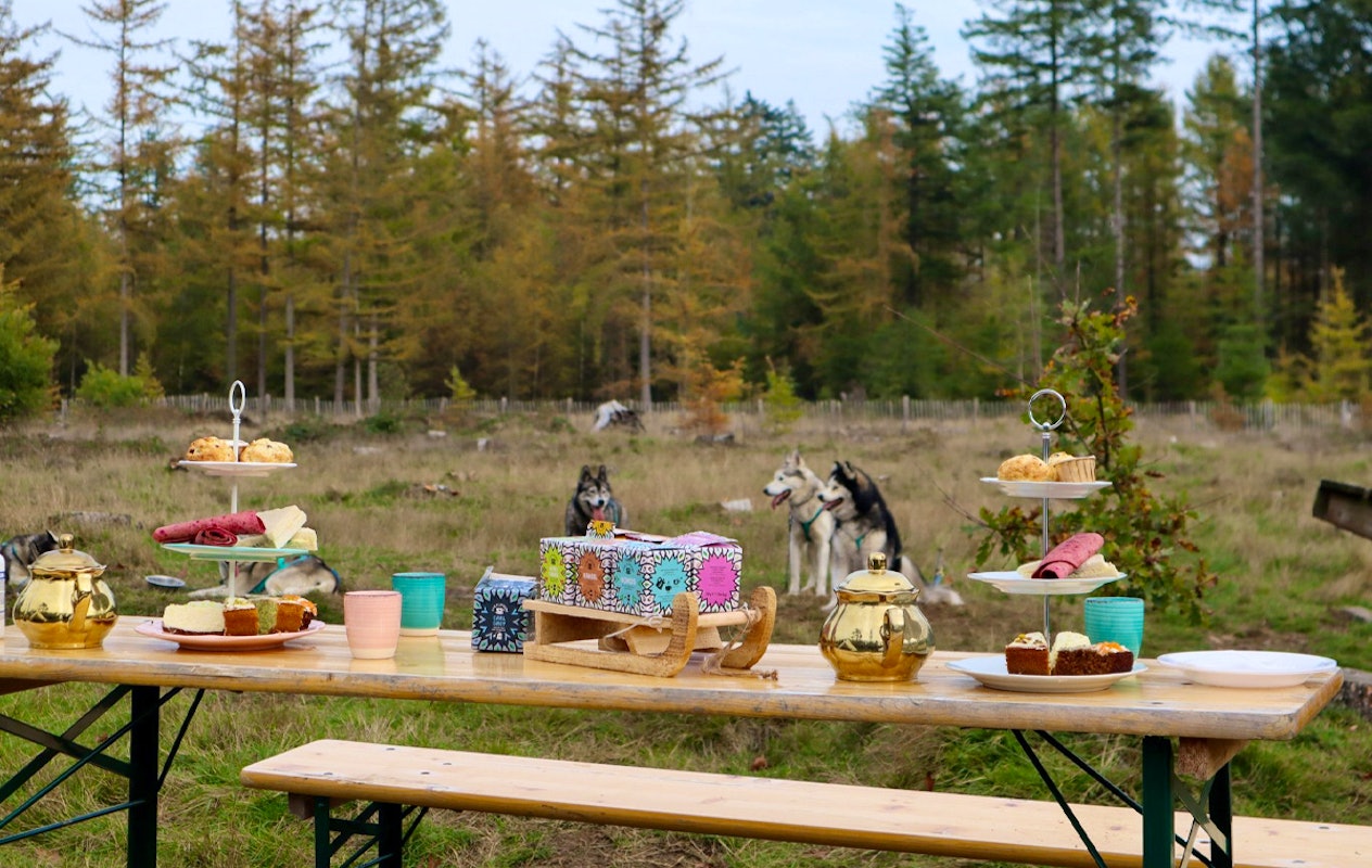 Dutch Husky Experience + High Tea