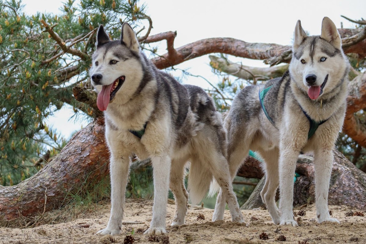 Dutch Husky Experience + High Tea