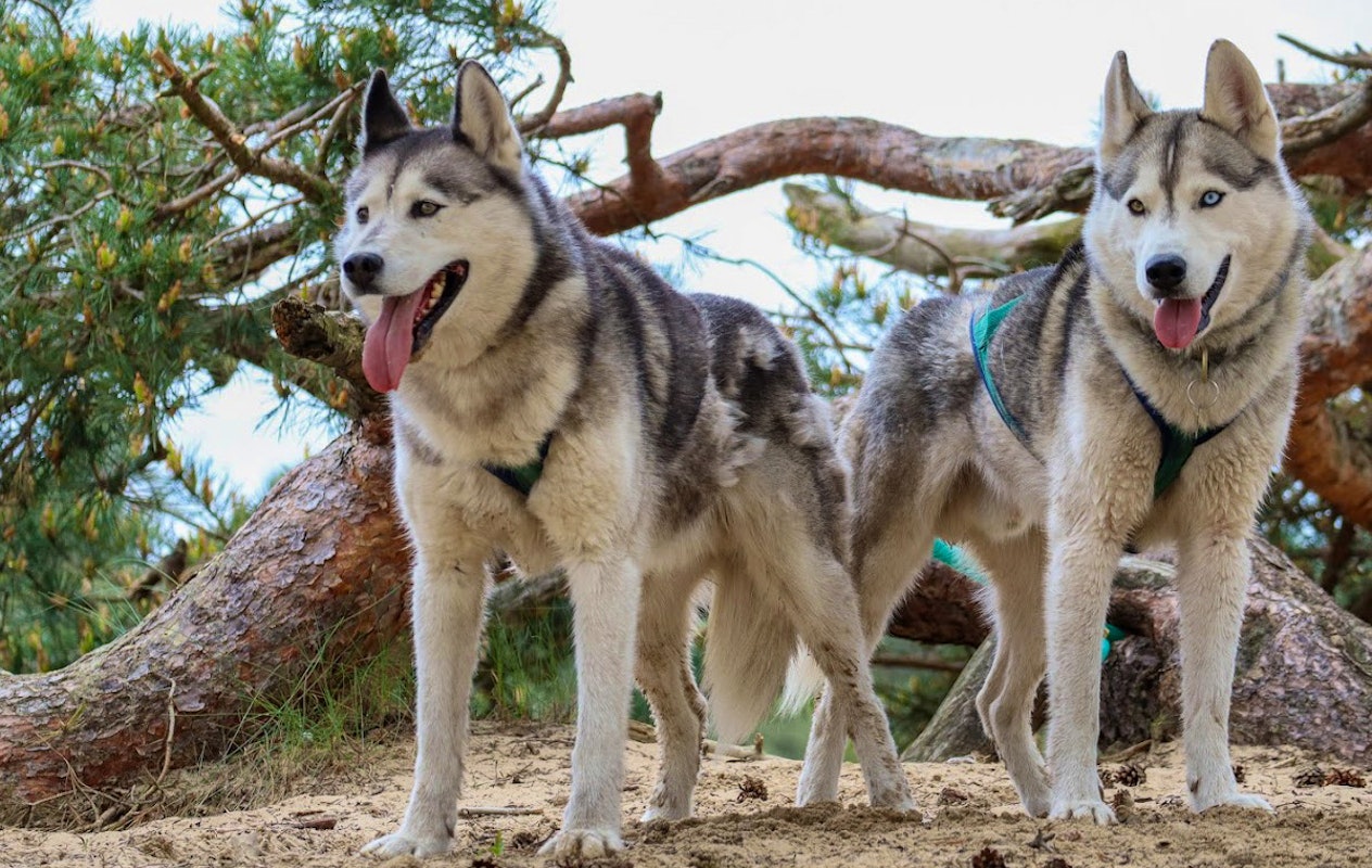 Dutch Husky Experience + High Tea