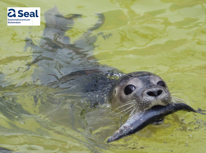 A Seal Stellendam — Stellendam
