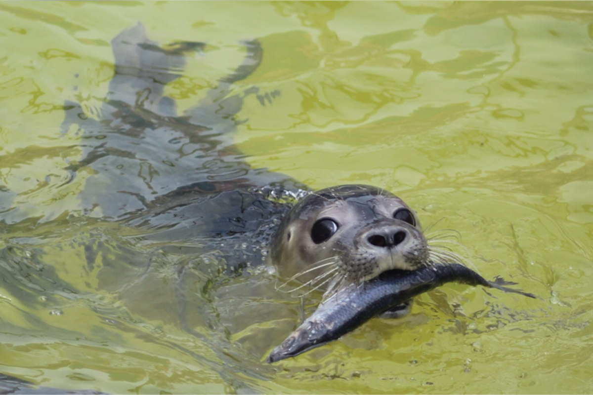 Entreeticket A Seal Stellendam