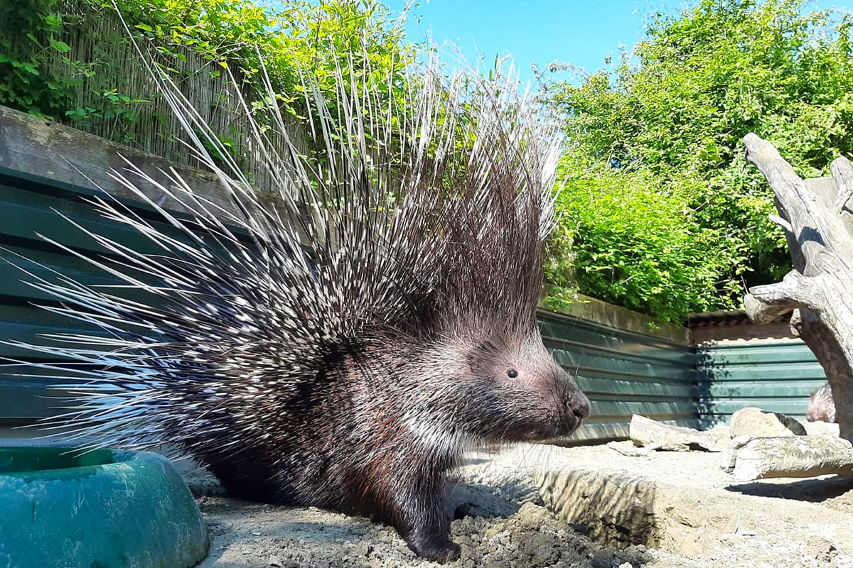 Entreeticket Faunapark Flakkee