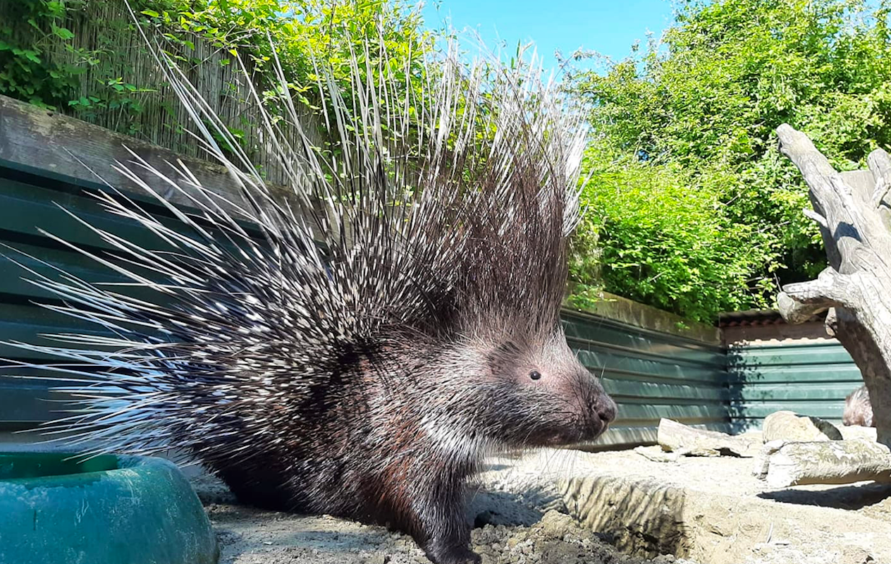 Entreeticket Faunapark Flakkee