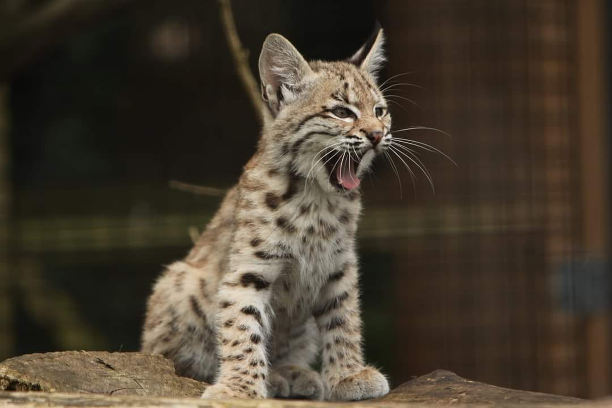 Entreeticket Faunapark Flakkee