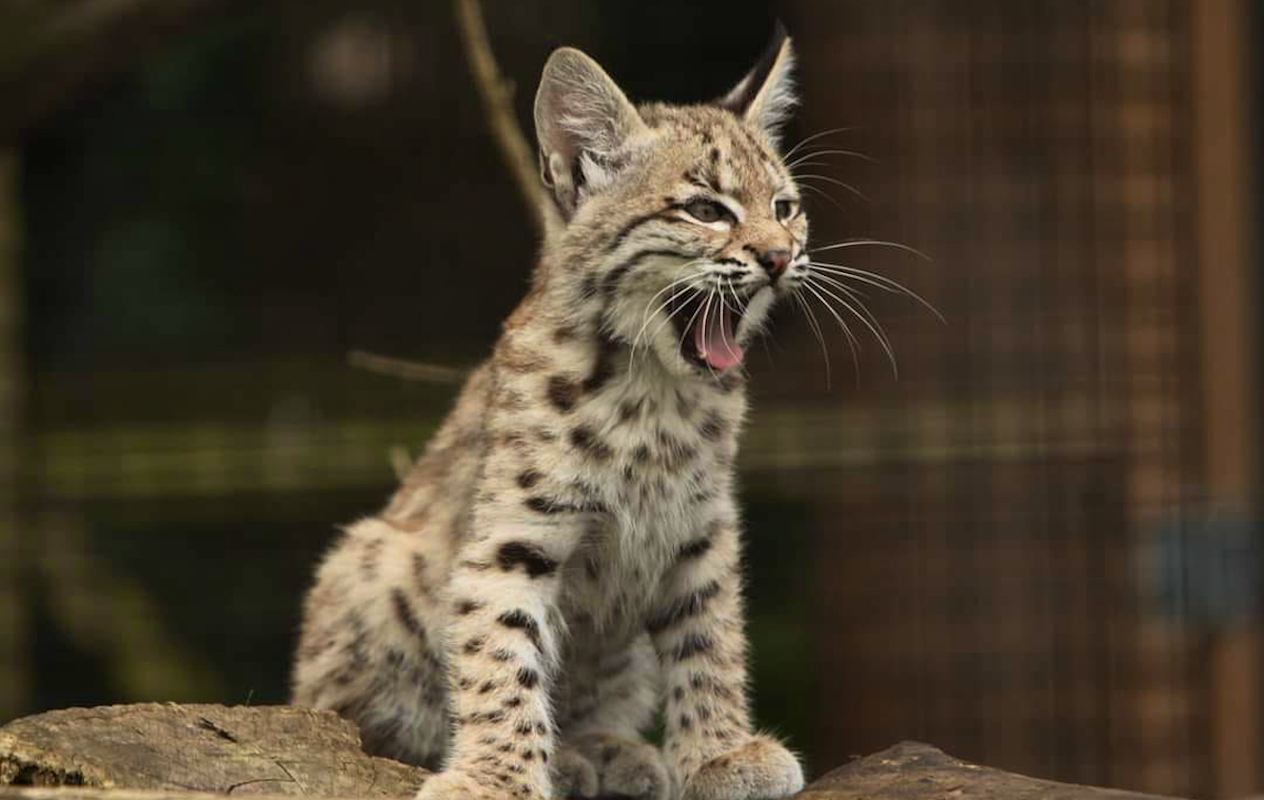 Entreeticket Faunapark Flakkee