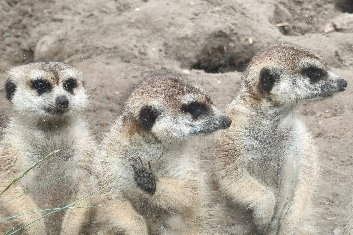 Admission Ticket Faunapark Flakkee