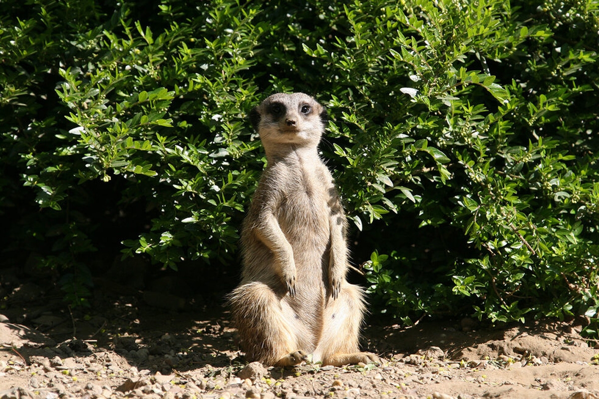 Entreeticket Der Grüne Zoo Wuppertal