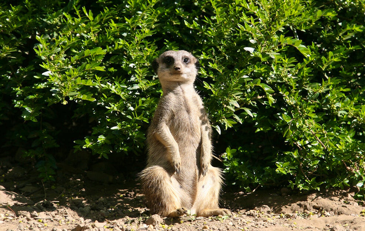 Entreeticket Der Grüne Zoo Wuppertal
