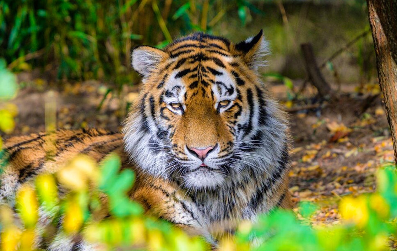 Entreeticket Der Grüne Zoo Wuppertal