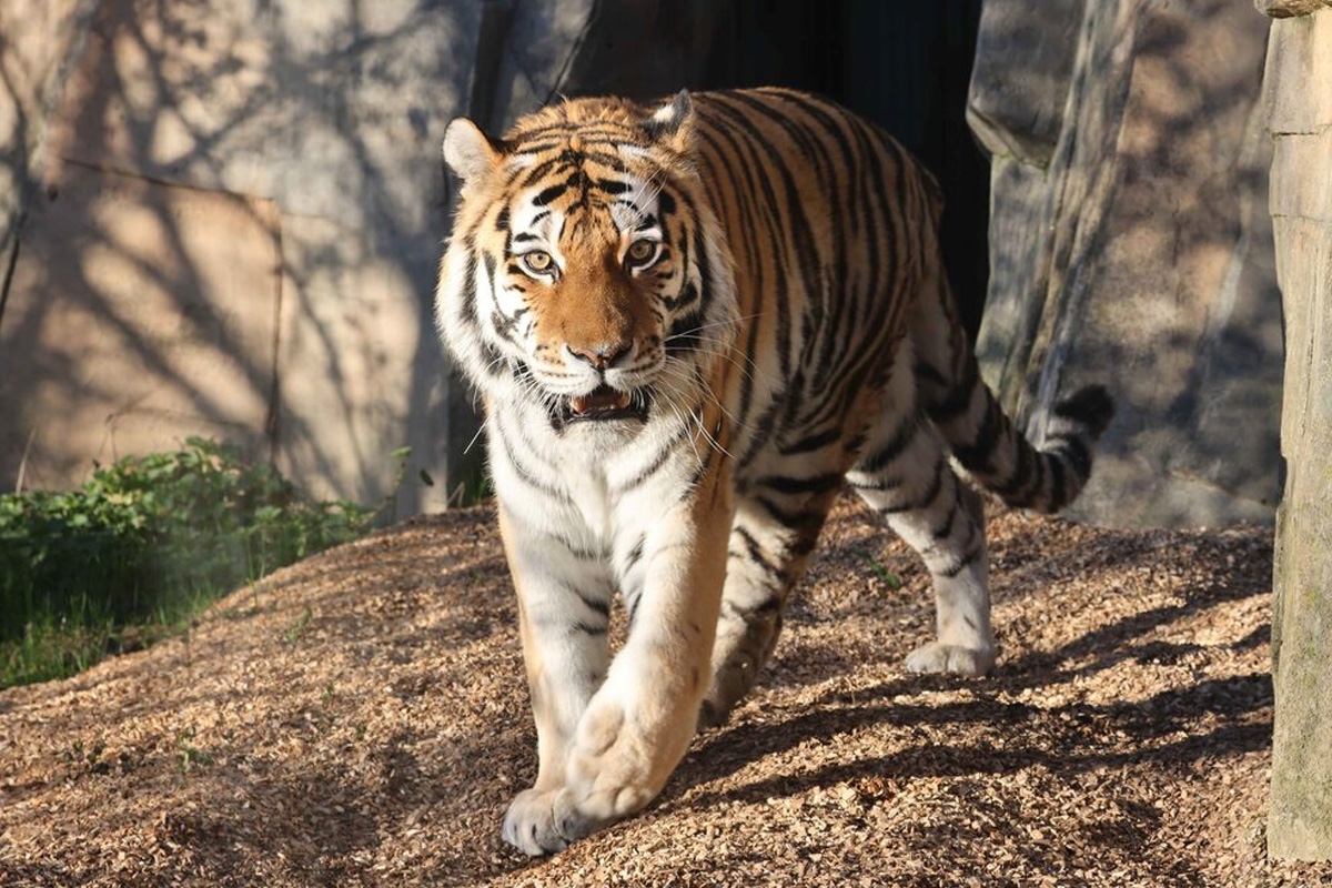 Entreeticket Der Grüne Zoo Wuppertal