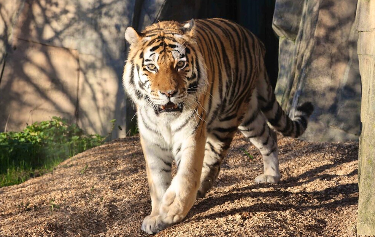 Entreeticket Der Grüne Zoo Wuppertal