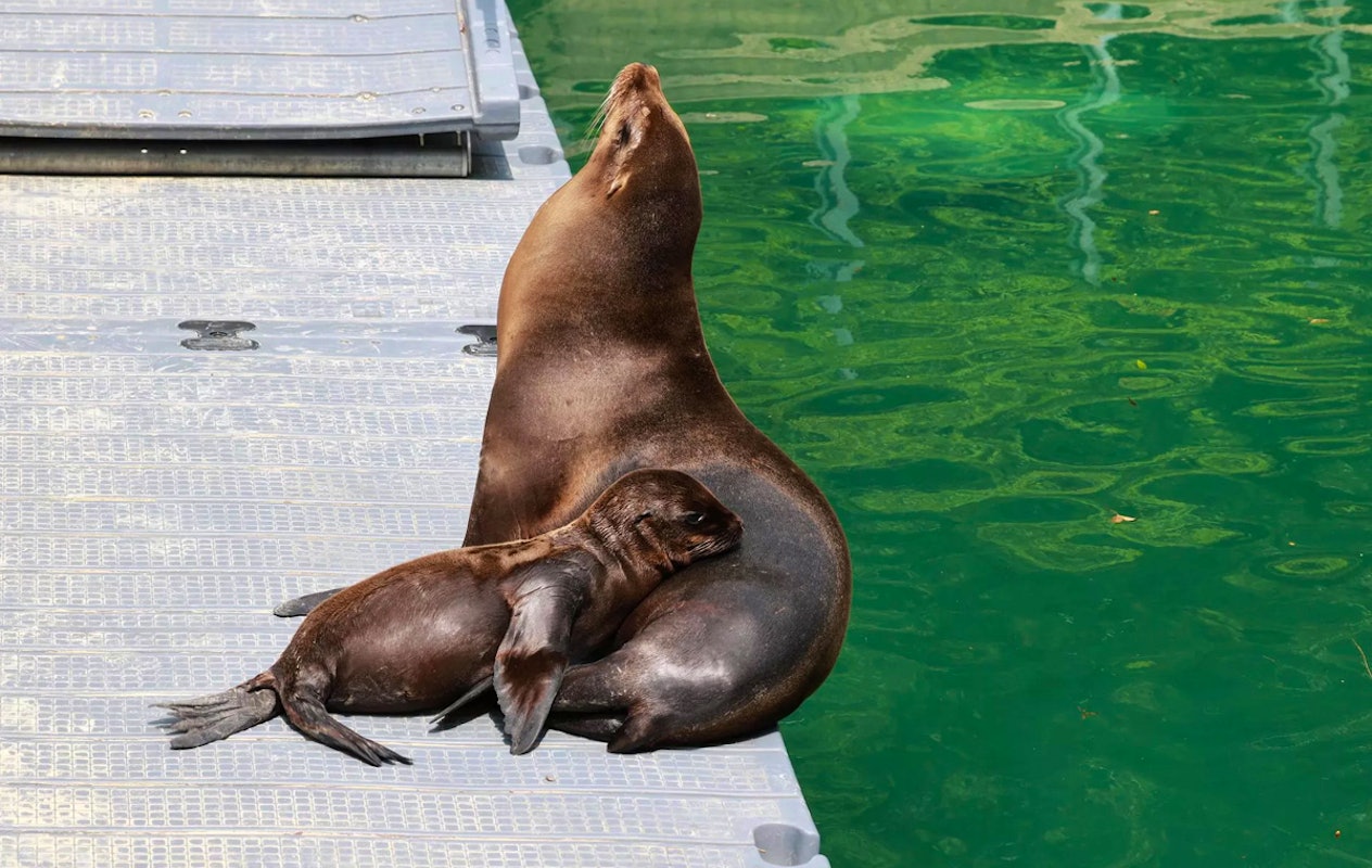 Entreeticket Der Grüne Zoo Wuppertal