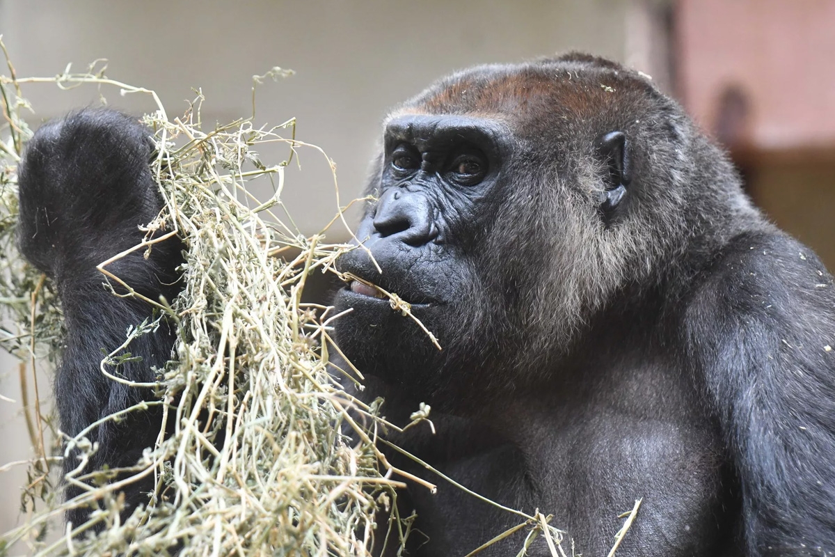 Entreeticket Der Grüne Zoo Wuppertal