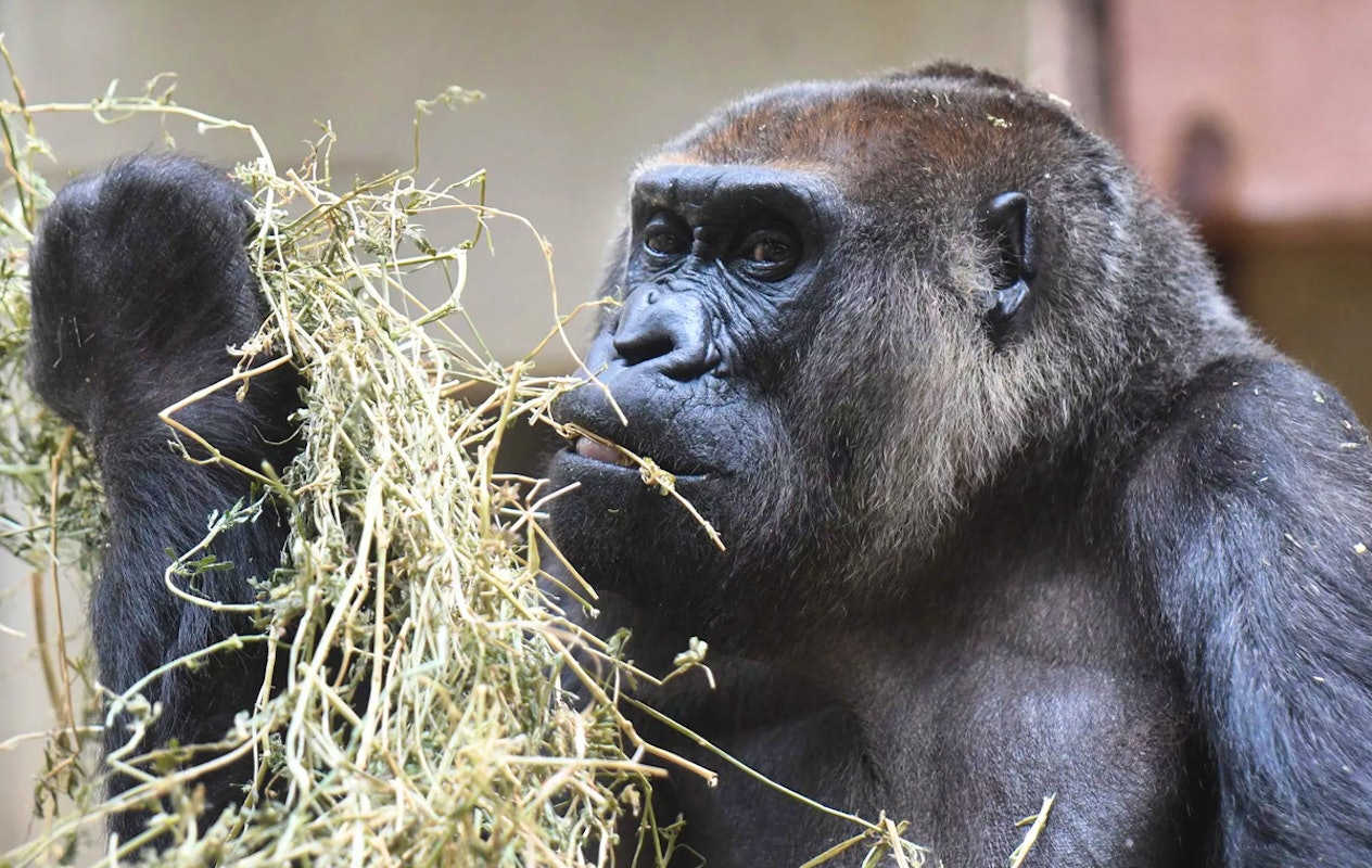 Entreeticket Der Grüne Zoo Wuppertal