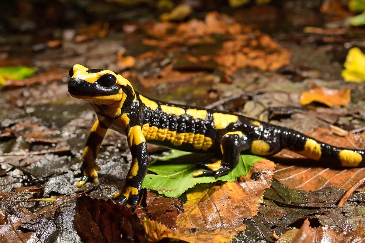 Entreeticket Der Grüne Zoo Wuppertal