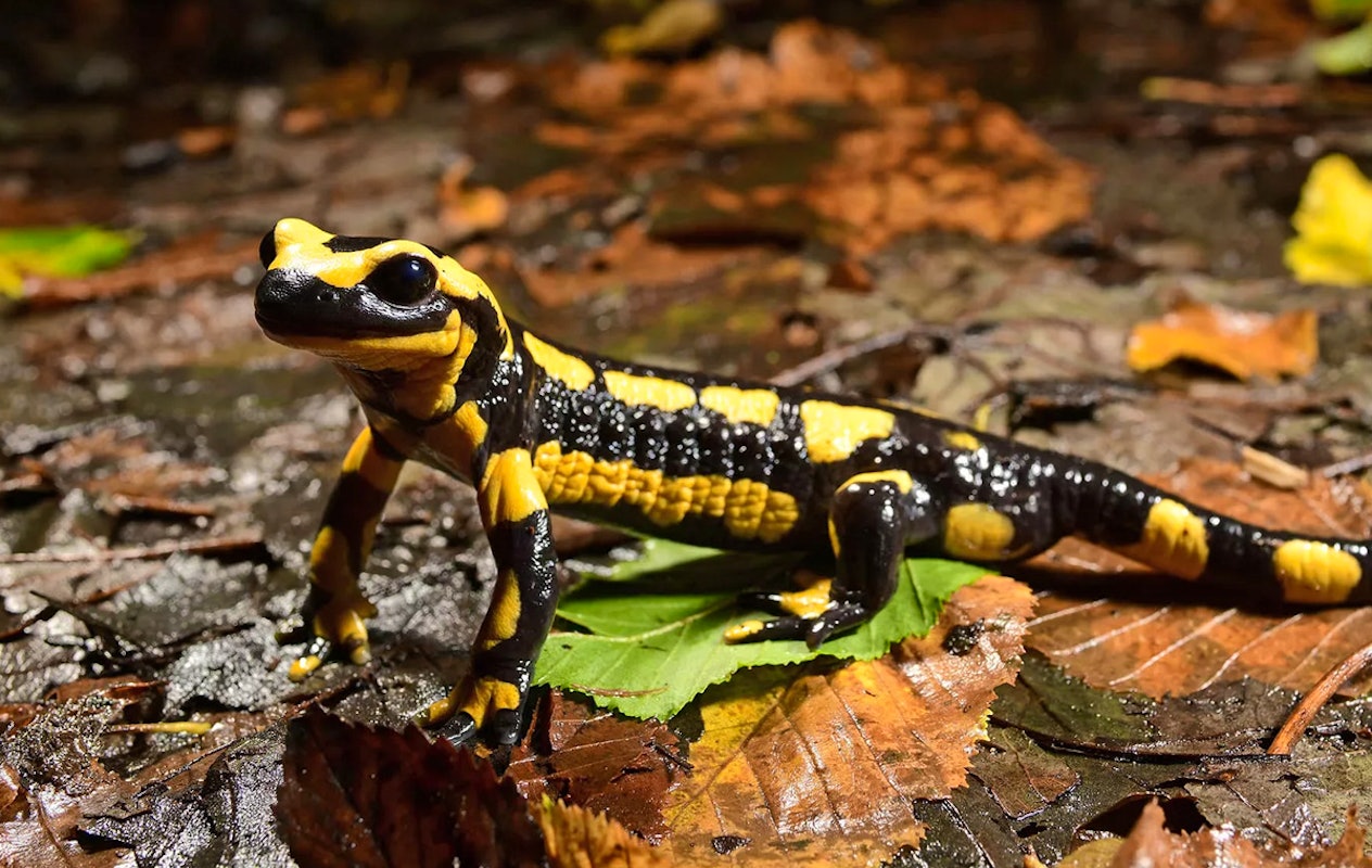 Entreeticket Der Grüne Zoo Wuppertal