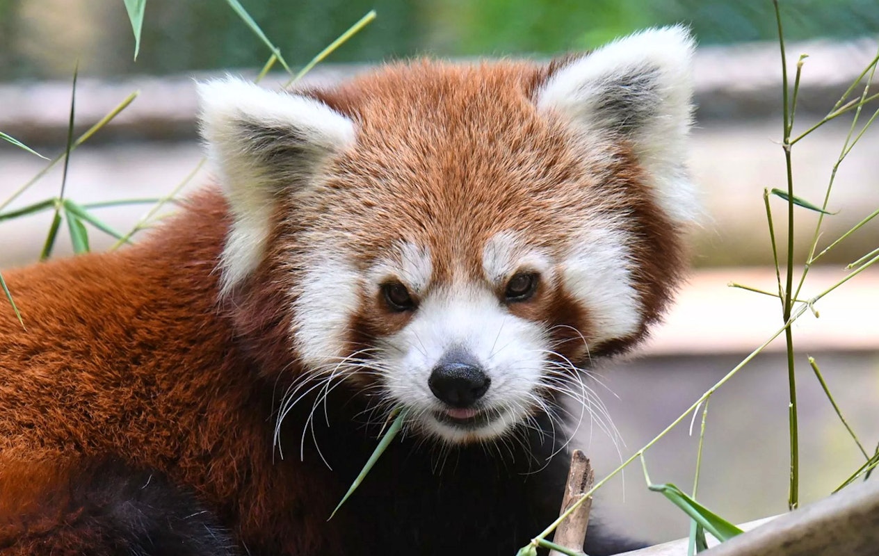 Entreeticket Der Grüne Zoo Wuppertal