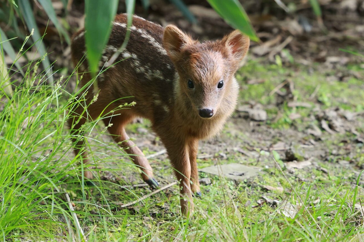 Entreeticket Der Grüne Zoo Wuppertal