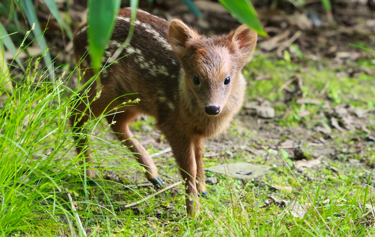 Entreeticket Der Grüne Zoo Wuppertal