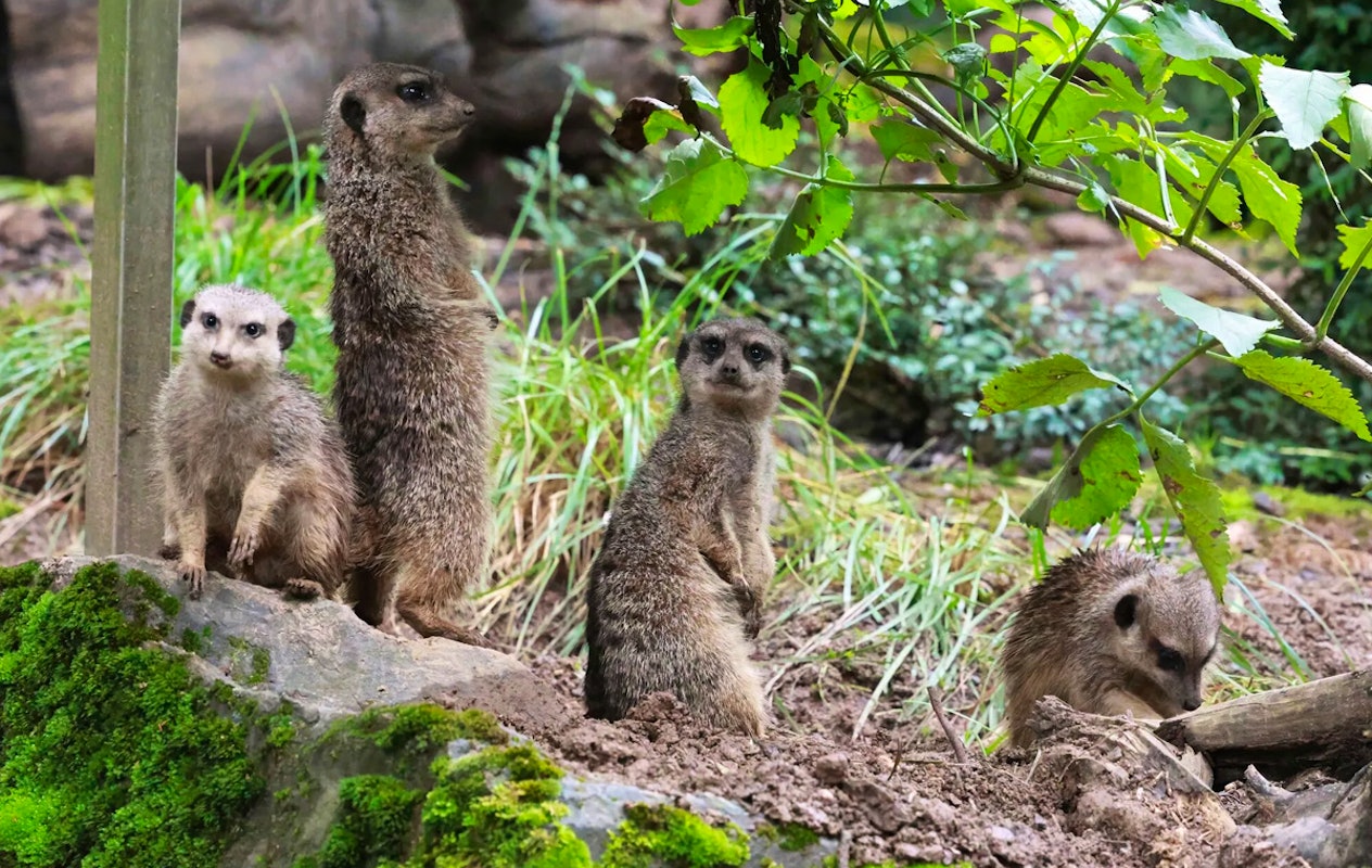 Entreeticket Der Grüne Zoo Wuppertal