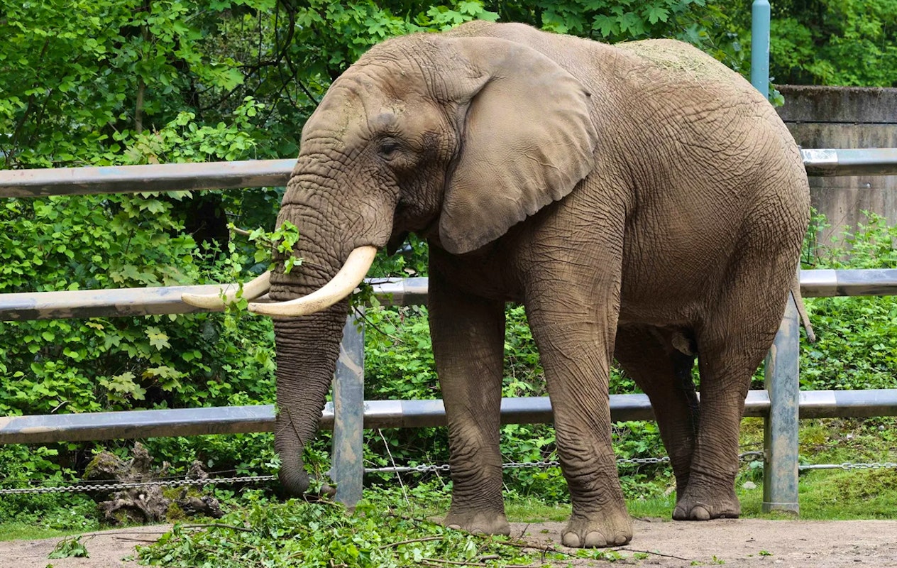 Entreeticket Der Grüne Zoo Wuppertal