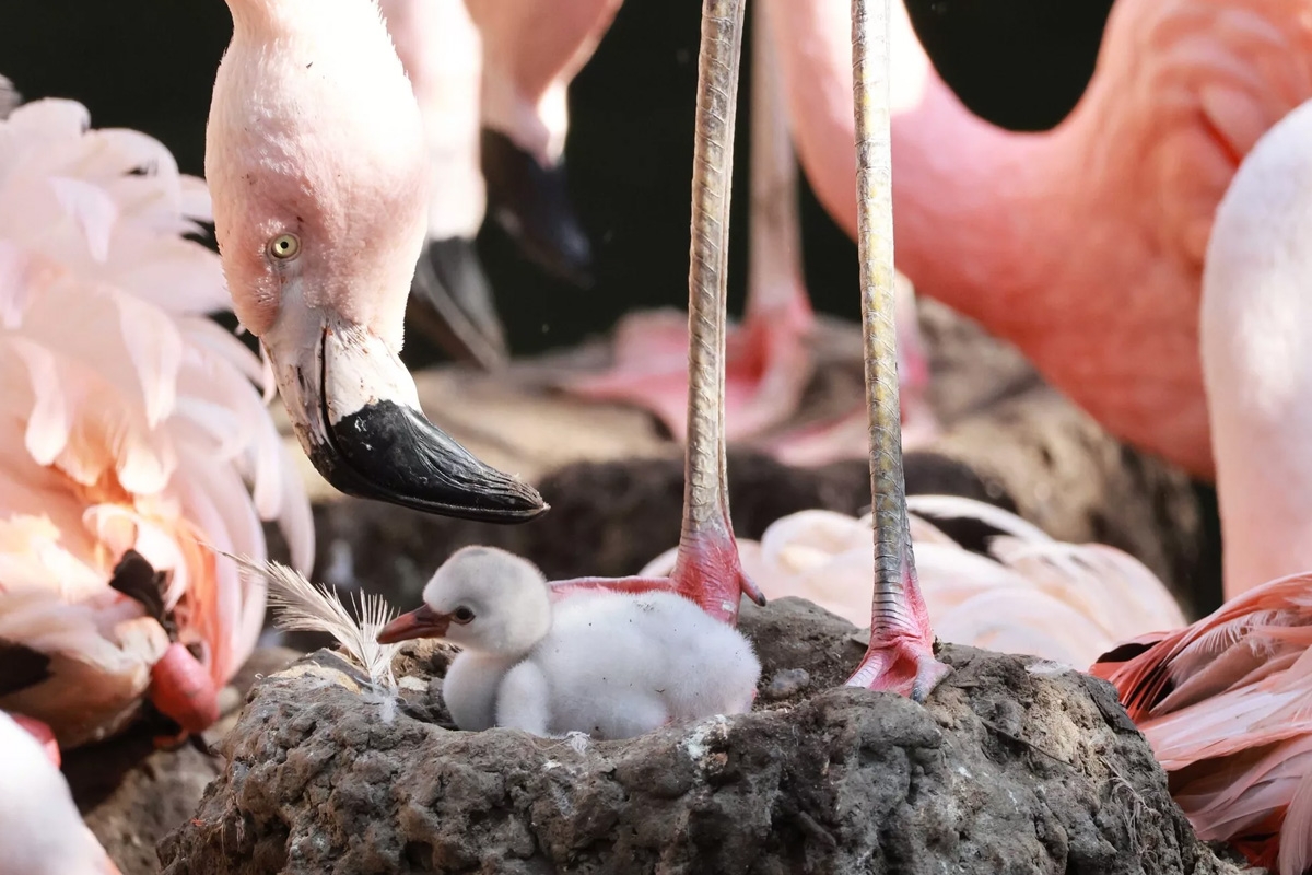 Entreeticket Der Grüne Zoo Wuppertal