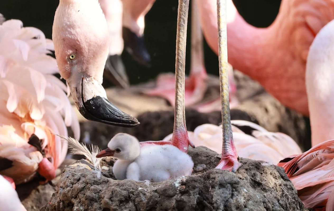 Entreeticket Der Grüne Zoo Wuppertal