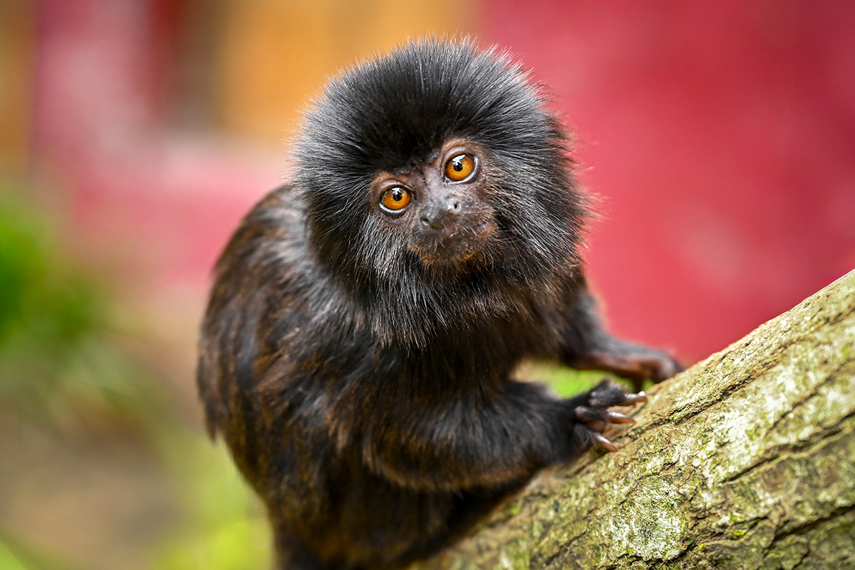 Entreeticket Hof van Eckberge