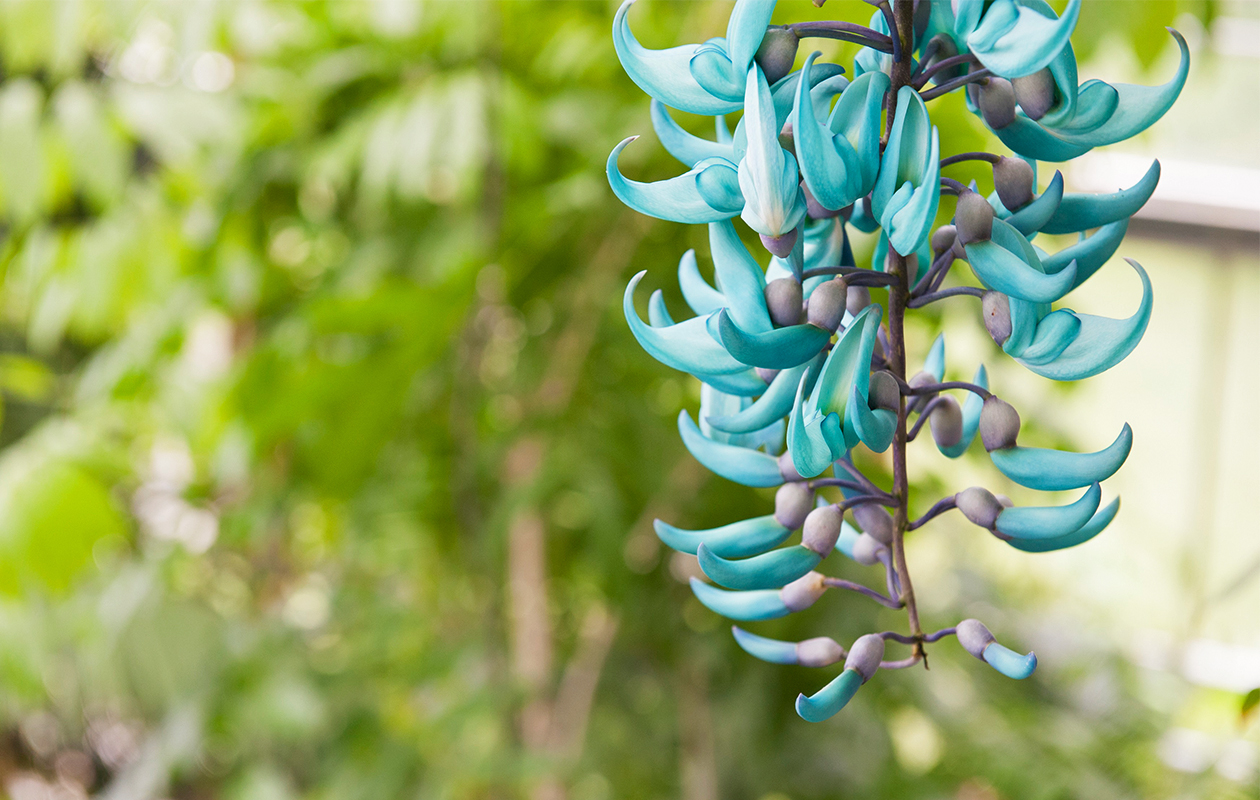 Entreeticket Hortus botanicus Leiden