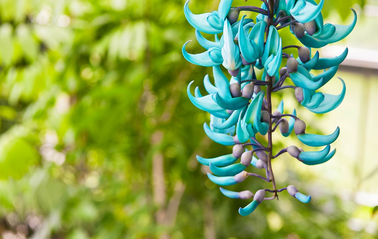 Entreeticket Hortus botanicus Leiden