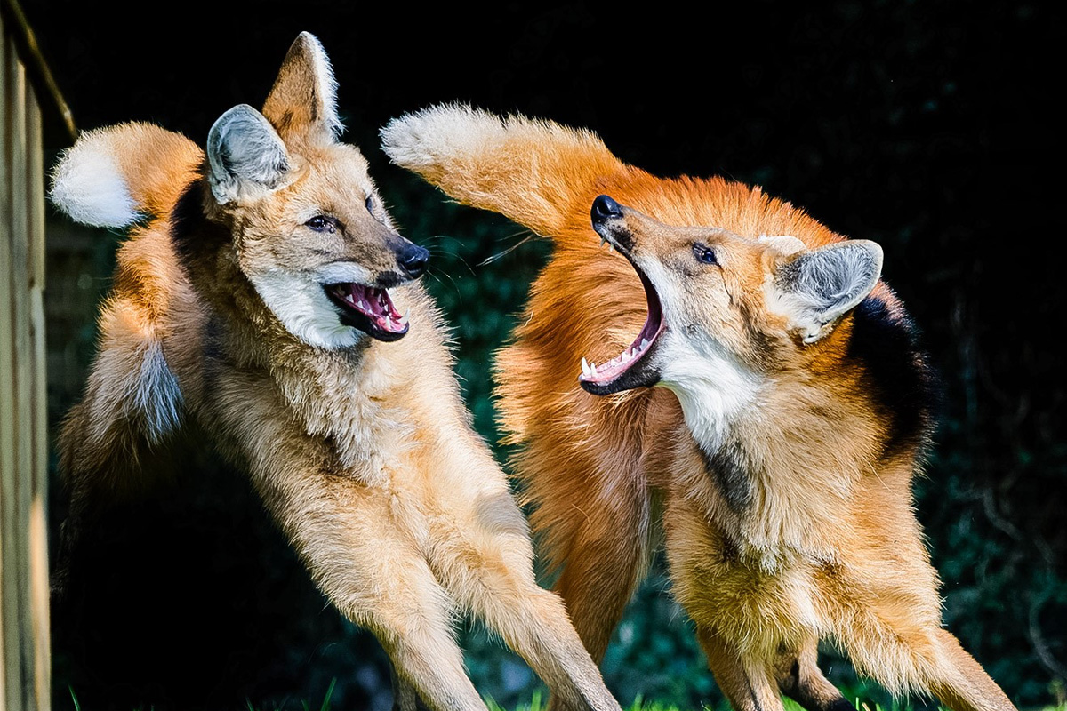 Entreeticket Jaderpark