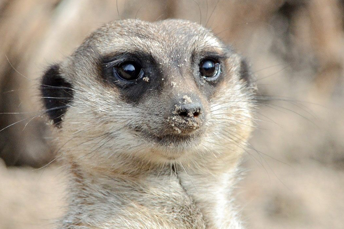 Entreeticket Jaderpark