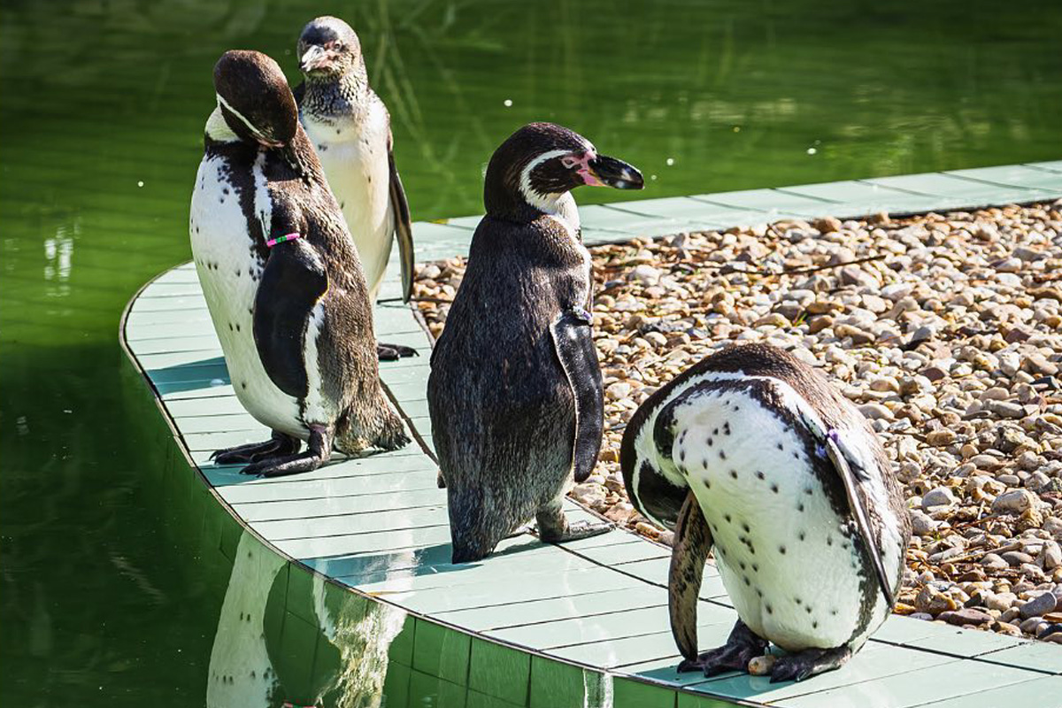 Entreeticket Jaderpark